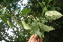  ( - BioBot06079)  @11 [ ] CreativeCommons - Attribution Non-Commercial Share-Alike (2010) Daniel H. Janzen Guanacaste Dry Forest Conservation Fund