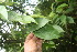  ( - BioBot06079)  @11 [ ] CreativeCommons - Attribution Non-Commercial Share-Alike (2010) Daniel H. Janzen Guanacaste Dry Forest Conservation Fund