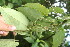  ( - BioBot06079)  @11 [ ] CreativeCommons - Attribution Non-Commercial Share-Alike (2010) Daniel H. Janzen Guanacaste Dry Forest Conservation Fund