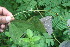  (Passiflora bicornis - BioBot06081)  @11 [ ] CreativeCommons - Attribution Non-Commercial Share-Alike (2010) Daniel H. Janzen Guanacaste Dry Forest Conservation Fund