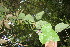  (Passiflora menispermifolia - BioBot06084)  @11 [ ] CreativeCommons - Attribution Non-Commercial Share-Alike (2010) Daniel H. Janzen Guanacaste Dry Forest Conservation Fund