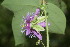  ( - BioBot06084)  @11 [ ] CreativeCommons - Attribution Non-Commercial Share-Alike (2010) Daniel H. Janzen Guanacaste Dry Forest Conservation Fund