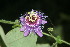  ( - BioBot06084)  @11 [ ] CreativeCommons - Attribution Non-Commercial Share-Alike (2010) Daniel H. Janzen Guanacaste Dry Forest Conservation Fund