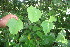  ( - BioBot06085)  @11 [ ] CreativeCommons - Attribution Non-Commercial Share-Alike (2010) Daniel H. Janzen Guanacaste Dry Forest Conservation Fund