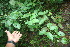  (Bignoniaceae Jorge91 - BioBot06098)  @11 [ ] CreativeCommons - Attribution Non-Commercial Share-Alike (2010) Daniel H. Janzen Guanacaste Dry Forest Conservation Fund