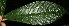  (Psychotria neillii - BioBot06126)  @11 [ ] CreativeCommons - Attribution Non-Commercial Share-Alike (2010) Daniel H. Janzen Guanacaste Dry Forest Conservation Fund