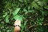  ( - BioBot06127)  @11 [ ] CreativeCommons - Attribution Non-Commercial Share-Alike (2010) Daniel H. Janzen Guanacaste Dry Forest Conservation Fund