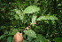  ( - BioBot06127)  @11 [ ] CreativeCommons - Attribution Non-Commercial Share-Alike (2010) Daniel H. Janzen Guanacaste Dry Forest Conservation Fund