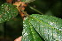  ( - BioBot06127)  @11 [ ] CreativeCommons - Attribution Non-Commercial Share-Alike (2010) Daniel H. Janzen Guanacaste Dry Forest Conservation Fund