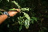 ( - BioBot06128)  @11 [ ] CreativeCommons - Attribution Non-Commercial Share-Alike (2010) Daniel H. Janzen Guanacaste Dry Forest Conservation Fund