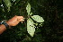  ( - BioBot06128)  @11 [ ] CreativeCommons - Attribution Non-Commercial Share-Alike (2010) Daniel H. Janzen Guanacaste Dry Forest Conservation Fund