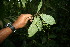  ( - BioBot06128)  @11 [ ] CreativeCommons - Attribution Non-Commercial Share-Alike (2010) Daniel H. Janzen Guanacaste Dry Forest Conservation Fund