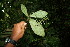  ( - BioBot06128)  @11 [ ] CreativeCommons - Attribution Non-Commercial Share-Alike (2010) Daniel H. Janzen Guanacaste Dry Forest Conservation Fund
