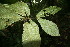  ( - BioBot06128)  @11 [ ] CreativeCommons - Attribution Non-Commercial Share-Alike (2010) Daniel H. Janzen Guanacaste Dry Forest Conservation Fund