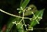  ( - BioBot06128)  @11 [ ] CreativeCommons - Attribution Non-Commercial Share-Alike (2010) Daniel H. Janzen Guanacaste Dry Forest Conservation Fund