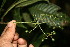  ( - BioBot06128)  @11 [ ] CreativeCommons - Attribution Non-Commercial Share-Alike (2010) Daniel H. Janzen Guanacaste Dry Forest Conservation Fund