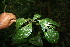  ( - BioBot06128)  @11 [ ] CreativeCommons - Attribution Non-Commercial Share-Alike (2010) Daniel H. Janzen Guanacaste Dry Forest Conservation Fund