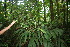  (Psychotria buchtienii - BioBot06134)  @11 [ ] CreativeCommons - Attribution Non-Commercial Share-Alike (2010) Daniel H. Janzen Guanacaste Dry Forest Conservation Fund