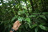  ( - BioBot06134)  @11 [ ] CreativeCommons - Attribution Non-Commercial Share-Alike (2010) Daniel H. Janzen Guanacaste Dry Forest Conservation Fund
