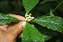  ( - BioBot06134)  @11 [ ] CreativeCommons - Attribution Non-Commercial Share-Alike (2010) Daniel H. Janzen Guanacaste Dry Forest Conservation Fund
