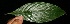  ( - BioBot06134)  @11 [ ] CreativeCommons - Attribution Non-Commercial Share-Alike (2010) Daniel H. Janzen Guanacaste Dry Forest Conservation Fund