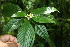  ( - BioBot06135)  @11 [ ] CreativeCommons - Attribution Non-Commercial Share-Alike (2010) Daniel H. Janzen Guanacaste Dry Forest Conservation Fund