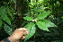  ( - BioBot06136)  @11 [ ] CreativeCommons - Attribution Non-Commercial Share-Alike (2010) Daniel H. Janzen Guanacaste Dry Forest Conservation Fund