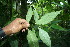  ( - BioBot06136)  @11 [ ] CreativeCommons - Attribution Non-Commercial Share-Alike (2010) Daniel H. Janzen Guanacaste Dry Forest Conservation Fund