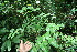  ( - BioBot06137)  @11 [ ] CreativeCommons - Attribution Non-Commercial Share-Alike (2010) Daniel H. Janzen Guanacaste Dry Forest Conservation Fund