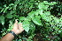  ( - BioBot06137)  @11 [ ] CreativeCommons - Attribution Non-Commercial Share-Alike (2010) Daniel H. Janzen Guanacaste Dry Forest Conservation Fund