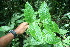  (Rudgea skutchii - BioBot06137)  @11 [ ] CreativeCommons - Attribution Non-Commercial Share-Alike (2010) Daniel H. Janzen Guanacaste Dry Forest Conservation Fund