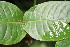  ( - BioBot06137)  @11 [ ] CreativeCommons - Attribution Non-Commercial Share-Alike (2010) Daniel H. Janzen Guanacaste Dry Forest Conservation Fund