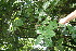  ( - BioBot06138)  @11 [ ] CreativeCommons - Attribution Non-Commercial Share-Alike (2010) Daniel H. Janzen Guanacaste Dry Forest Conservation Fund