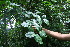  ( - BioBot06139)  @11 [ ] CreativeCommons - Attribution Non-Commercial Share-Alike (2010) Daniel H. Janzen Guanacaste Dry Forest Conservation Fund