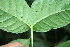 ( - BioBot06139)  @11 [ ] CreativeCommons - Attribution Non-Commercial Share-Alike (2010) Daniel H. Janzen Guanacaste Dry Forest Conservation Fund