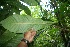  ( - BioBot06140)  @11 [ ] CreativeCommons - Attribution Non-Commercial Share-Alike (2010) Daniel H. Janzen Guanacaste Dry Forest Conservation Fund