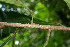  ( - BioBot06140)  @11 [ ] CreativeCommons - Attribution Non-Commercial Share-Alike (2010) Daniel H. Janzen Guanacaste Dry Forest Conservation Fund