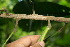  ( - BioBot06140)  @11 [ ] CreativeCommons - Attribution Non-Commercial Share-Alike (2010) Daniel H. Janzen Guanacaste Dry Forest Conservation Fund