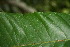  ( - BioBot06140)  @11 [ ] CreativeCommons - Attribution Non-Commercial Share-Alike (2010) Daniel H. Janzen Guanacaste Dry Forest Conservation Fund