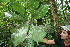  ( - BioBot06141)  @11 [ ] CreativeCommons - Attribution Non-Commercial Share-Alike (2010) Daniel H. Janzen Guanacaste Dry Forest Conservation Fund