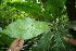  ( - BioBot06141)  @11 [ ] CreativeCommons - Attribution Non-Commercial Share-Alike (2010) Daniel H. Janzen Guanacaste Dry Forest Conservation Fund