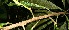  ( - BioBot06141)  @11 [ ] CreativeCommons - Attribution Non-Commercial Share-Alike (2010) Daniel H. Janzen Guanacaste Dry Forest Conservation Fund