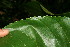  ( - BioBot06142)  @11 [ ] CreativeCommons - Attribution Non-Commercial Share-Alike (2010) Daniel H. Janzen Guanacaste Dry Forest Conservation Fund