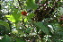  ( - BioBot06149)  @11 [ ] CreativeCommons - Attribution Non-Commercial Share-Alike (2010) Daniel H. Janzen Guanacaste Dry Forest Conservation Fund