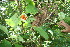  (Drymonia alloplectoides - BioBot06149)  @12 [ ] CreativeCommons - Attribution Non-Commercial Share-Alike (2010) Daniel H. Janzen Guanacaste Dry Forest Conservation Fund