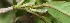  ( - BioBot06173)  @11 [ ] CreativeCommons - Attribution Non-Commercial Share-Alike (2010) Daniel H. Janzen Guanacaste Dry Forest Conservation Fund