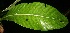  ( - BioBot06175)  @11 [ ] CreativeCommons - Attribution Non-Commercial Share-Alike (2010) Daniel H. Janzen Guanacaste Dry Forest Conservation Fund