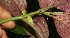  (Drymonia turrialvae - BioBot06178)  @12 [ ] CreativeCommons - Attribution Non-Commercial Share-Alike (2010) Daniel H. Janzen Guanacaste Dry Forest Conservation Fund
