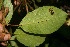  ( - BioBot06182)  @11 [ ] CreativeCommons - Attribution Non-Commercial Share-Alike (2010) Daniel H. Janzen Guanacaste Dry Forest Conservation Fund