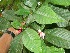  ( - BioBot06188)  @11 [ ] CreativeCommons - Attribution Non-Commercial Share-Alike (2010) Daniel H. Janzen Guanacaste Dry Forest Conservation Fund